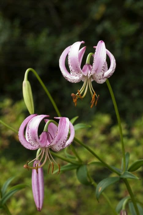 Lankong lily