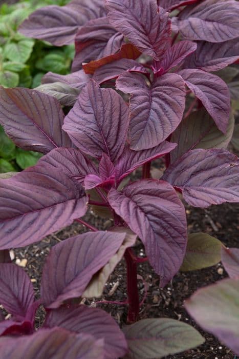 amaranth 'Red Army'