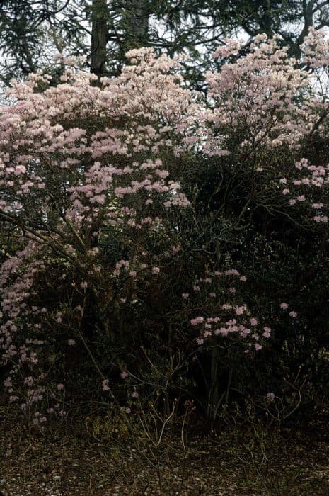 Concave-leaf rhododendron