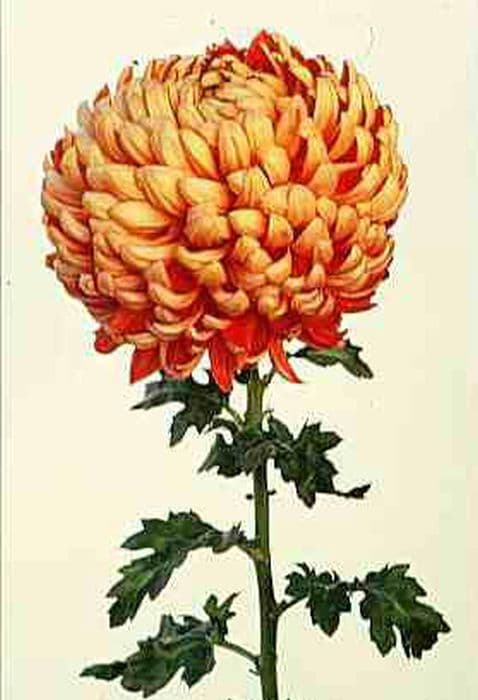 Chrysanthemum 'Roy Coopland'