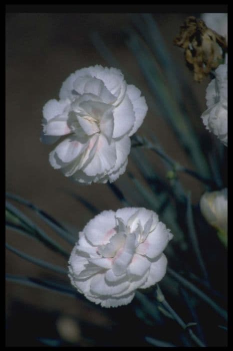 pink 'Linfield Dorothy Perry'