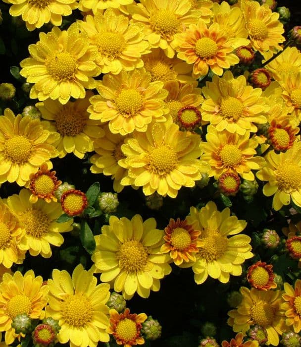 Chrysanthemum 'Matinee'