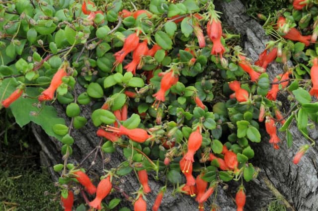 Climbing Chilean pitcher flower