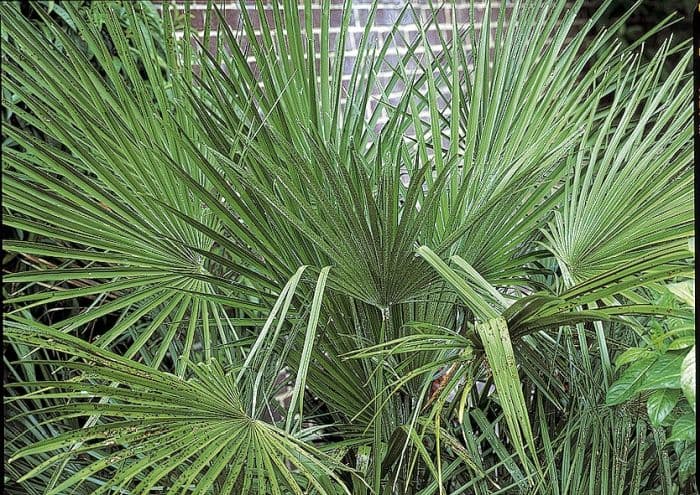 dwarf fan palm