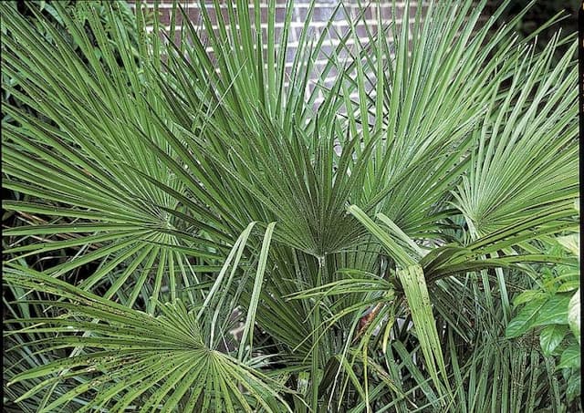 Dwarf fan palm