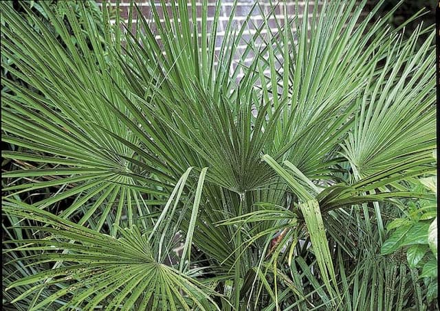 Dwarf fan palm
