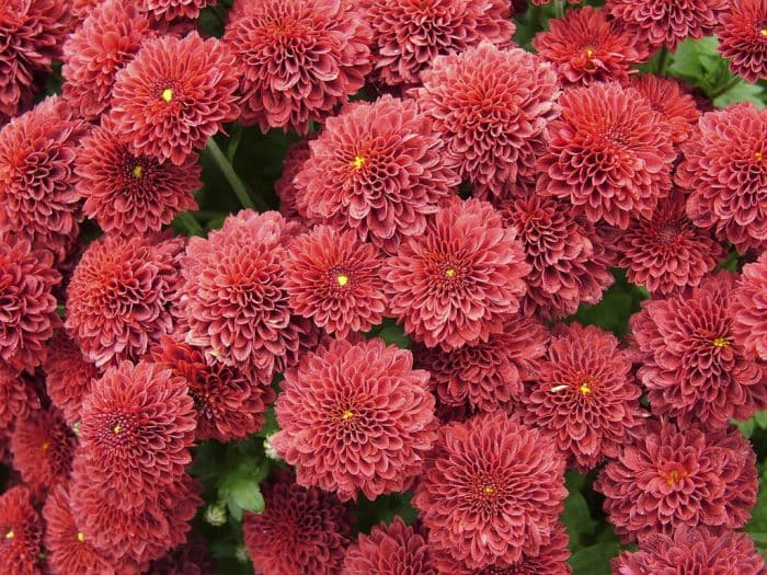 chrysanthemum 'Moulin Rouge'