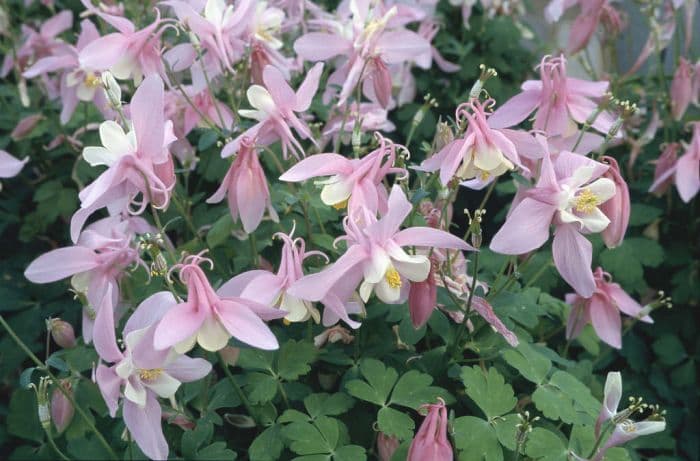 columbine 'Origami Rose and White'