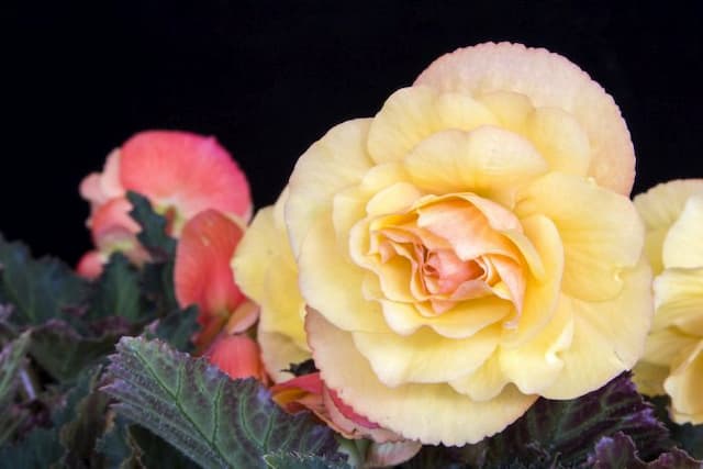 Begonia 'Apricot Nectar'