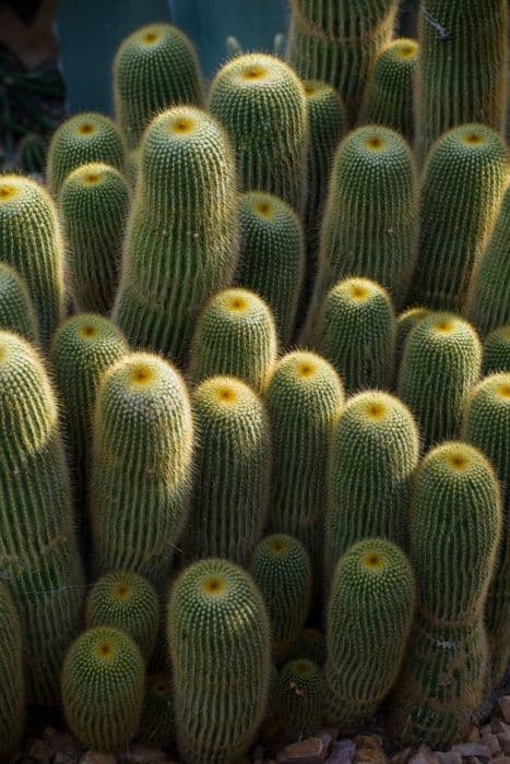 golden ball cactus