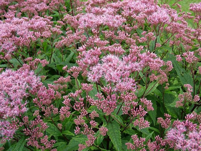 eupatorium 'Purple Bush'