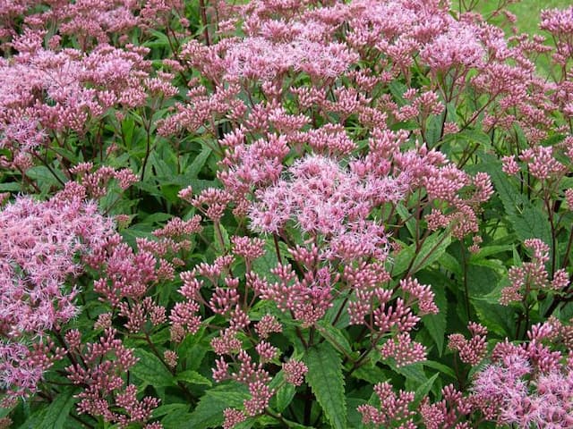 Eupatorium 'Purple Bush'