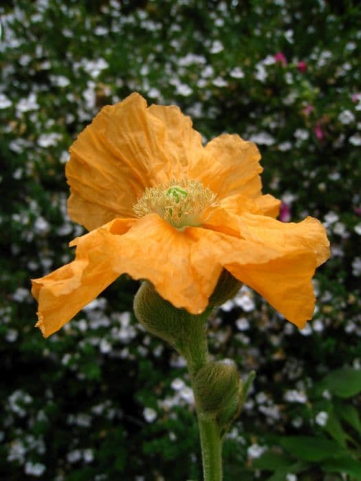 spike-flowered hairy poppy