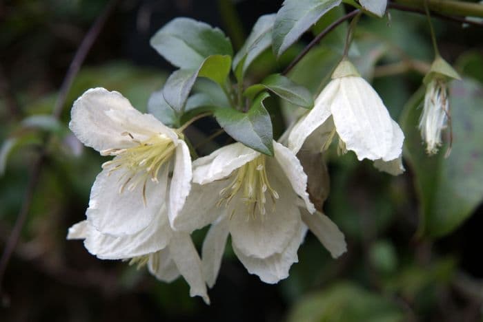 clematis 'Jingle Bells'