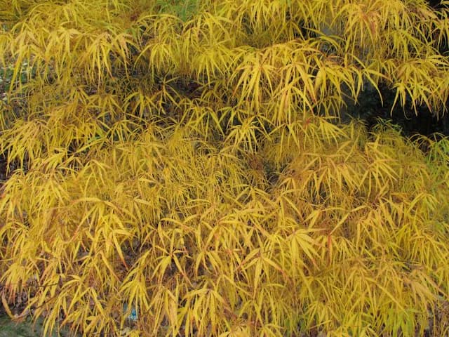 Japanese maple 'Kinshi'