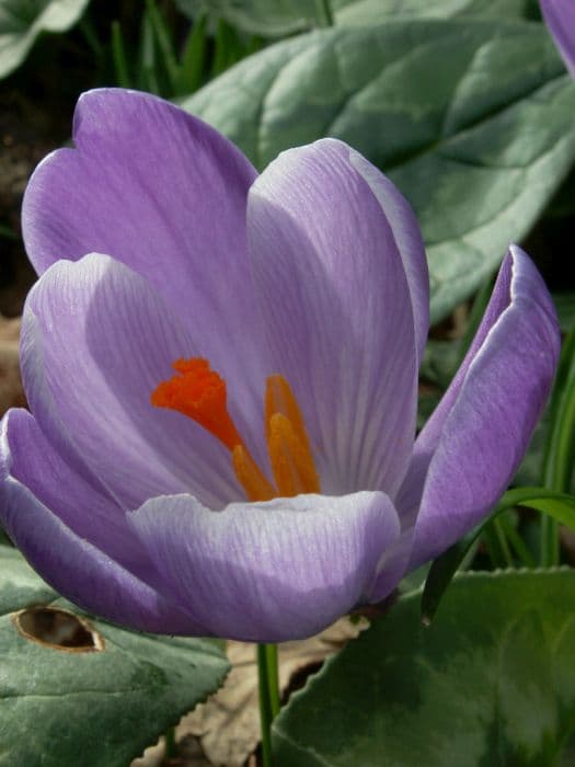 crocus 'Grand Maître'