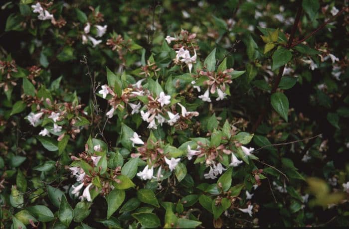 glossy abelia