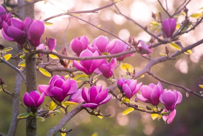 magnolia 'Theodora'