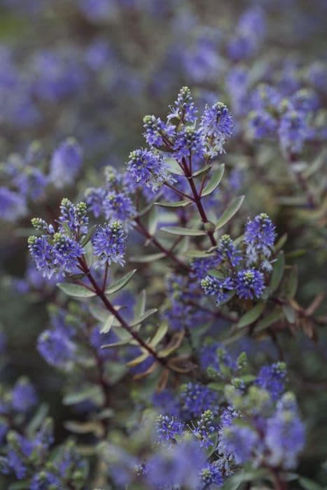 hebe 'Caledonia'