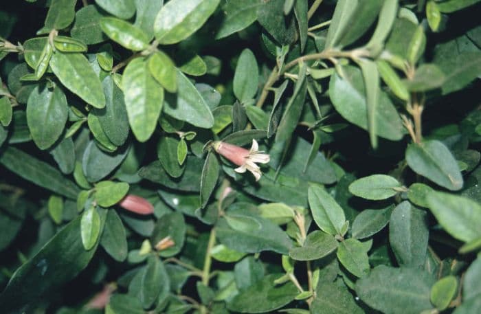 Australian fuchsia