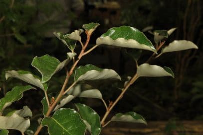 large-flowered oleaster