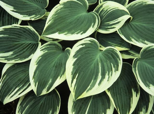 Plantain lily 'El Niño'