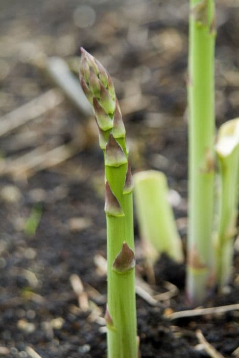 Common asparagus