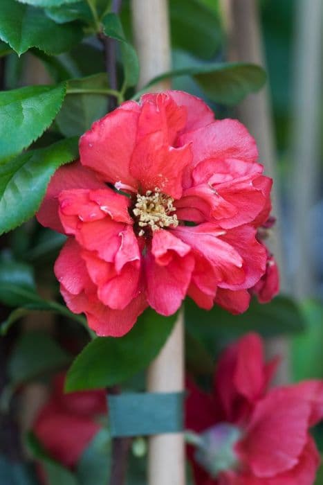 Japanese quince 'Pink Storm'