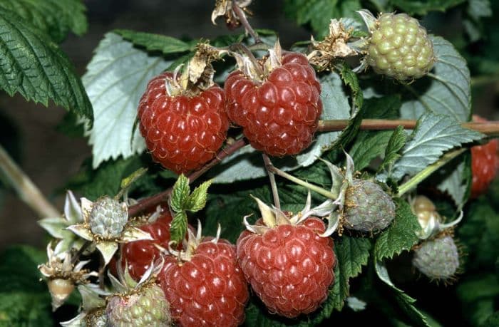 raspberry 'Glen Ample'