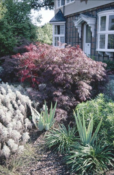 Japanese maple 'Dissectum Atropurpureum'