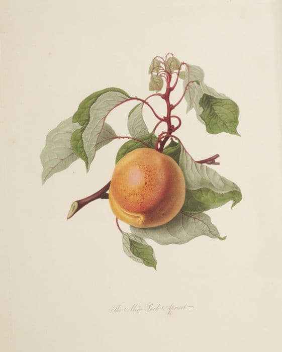 Apricot 'Moorpark'