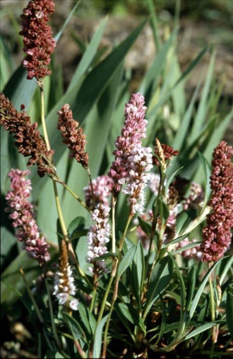 knotweed 'Darjeeling Red'