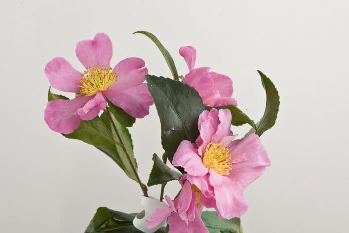 camellia 'Rosea'