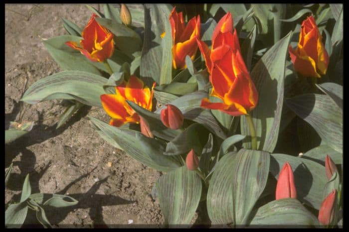 tulip 'Engadin'