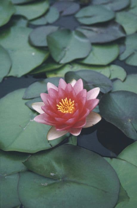 waterlily 'Attraction'