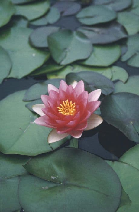 Waterlily 'Attraction'