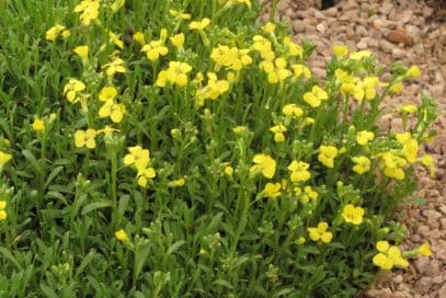 wallflower 'Golden Jubilee'