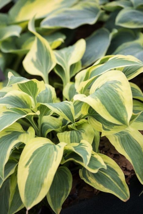 plantain lily 'Wolverine'