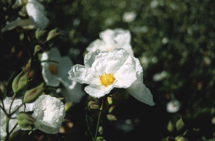 rock rose 'Elma'