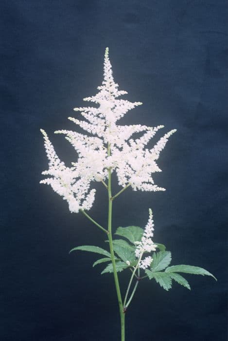 astilbe 'Washington'