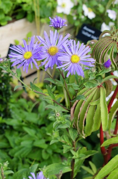 Thomson's aster