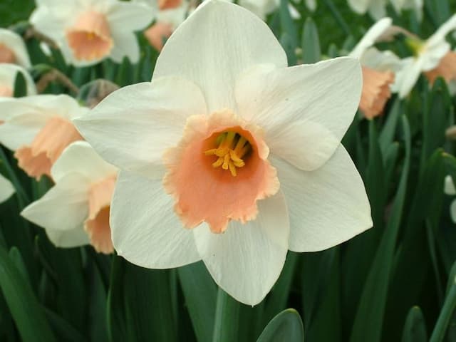 Daffodil 'Penkivel'
