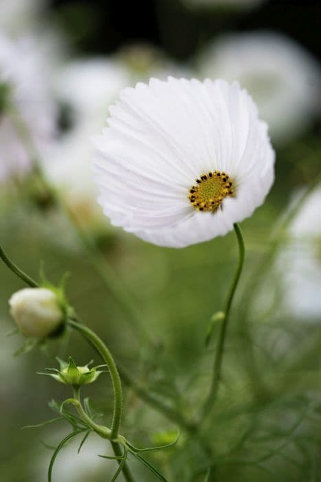 cosmea 'Cupcakes White'