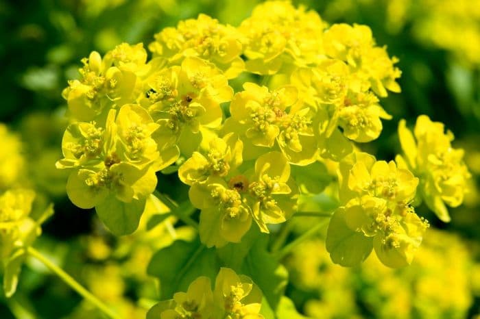 marsh spurge