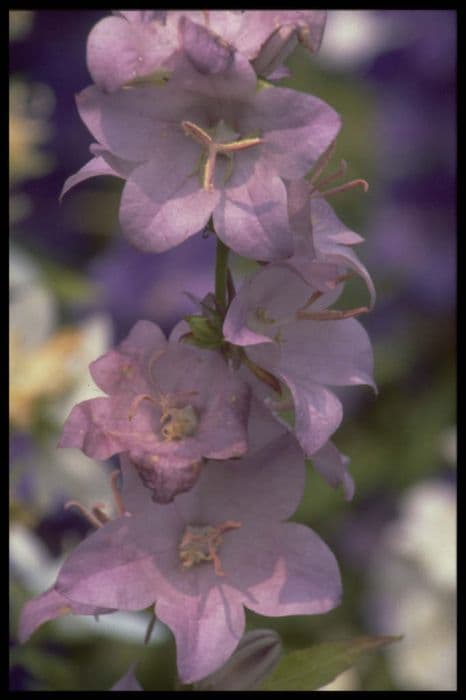 Great bellflower 'Hidcote Amethyst'