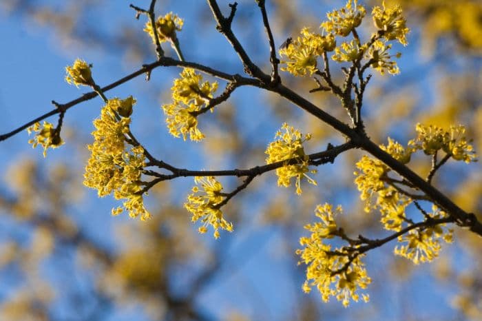 Japanese cornelian cherry