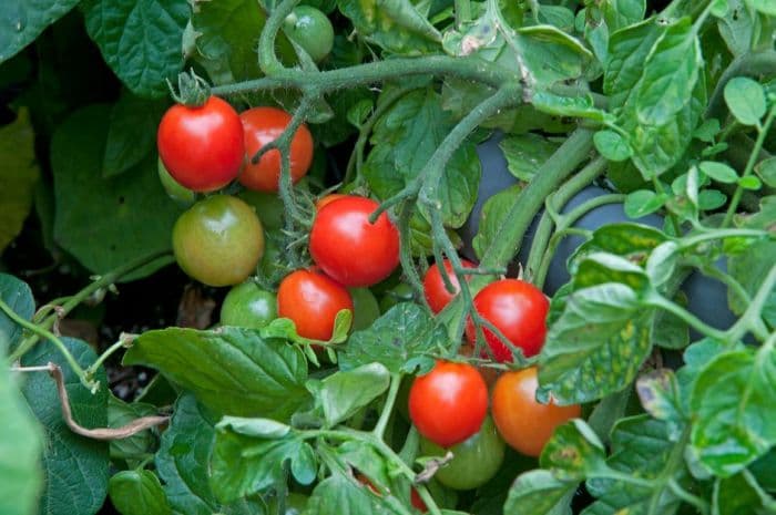 tomato 'Tumbler'