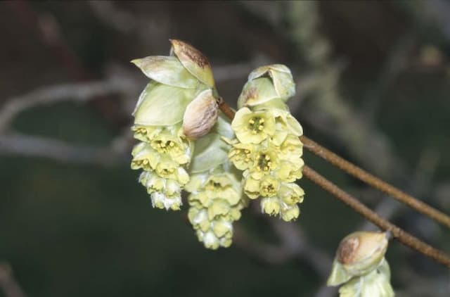 Chinese winter hazel