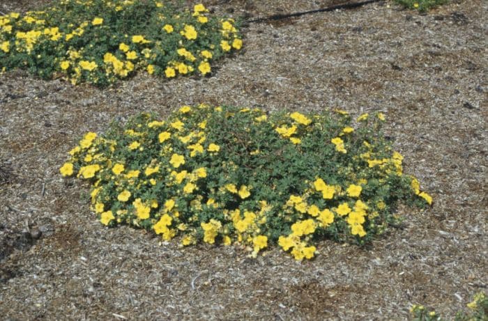 shrubby cinquefoil 'Medicine Wheel Mountain'