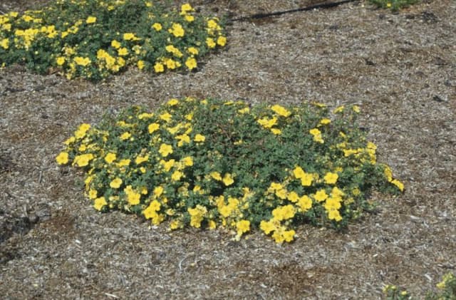 Shrubby cinquefoil 'Medicine Wheel Mountain'